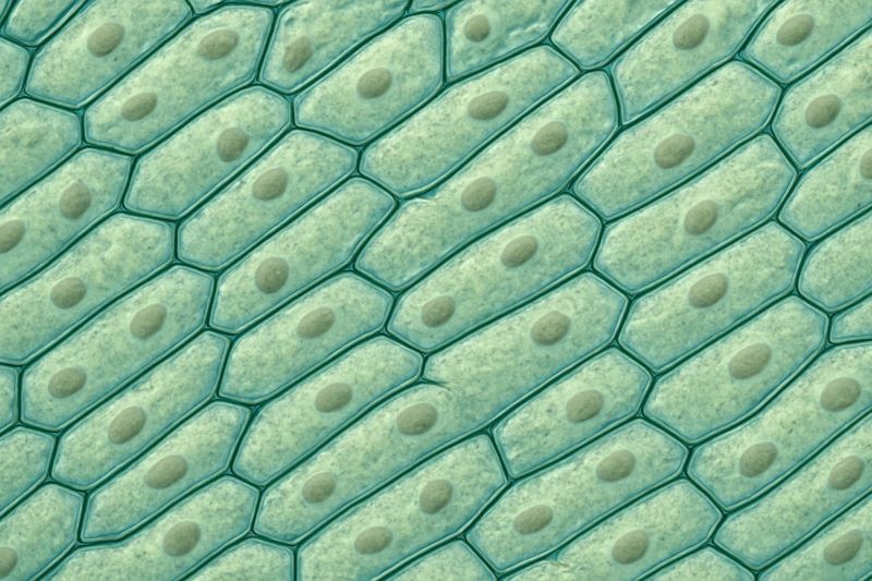 биология опыт с луком