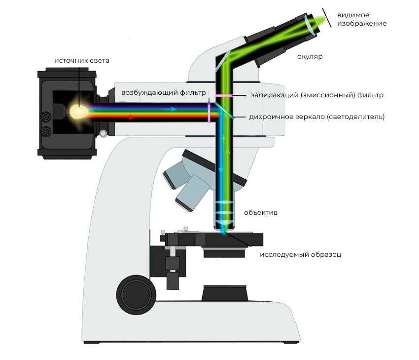 флуоресцентный микроскоп купить в Суперайс