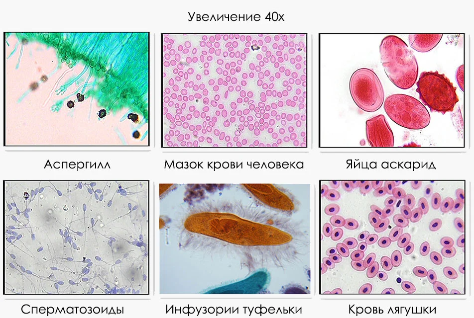 Тринокулярный микроскоп Saike Digital SK2009HDMI-T купить в Суперайс