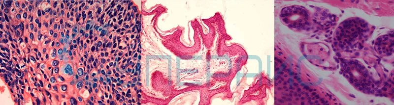  микроскоп учебный 40x–1600x