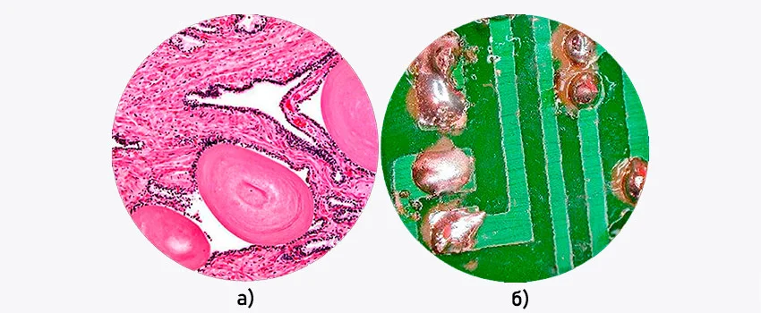 Образцы под составным и стереомикроскопом