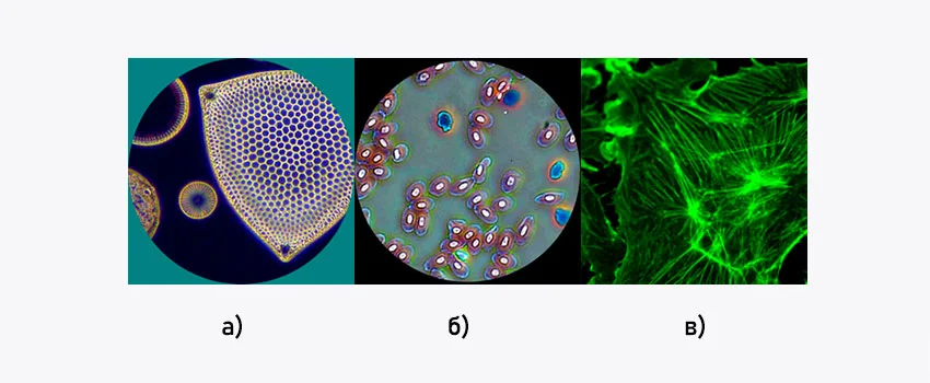 Фазово-контрастная, Флуоресцентная микроскопия