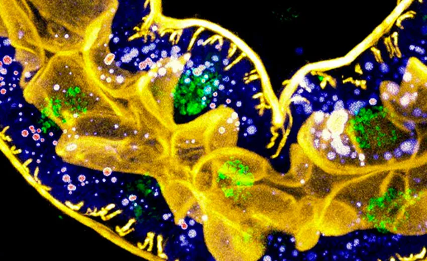 флюоресцентный метод анализа