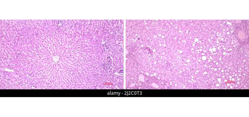 купить криминалистический микроскоп в Суперайс