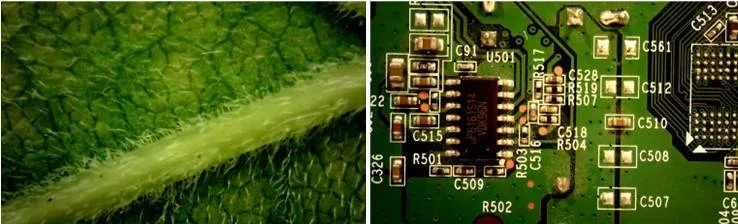 фокус микроскопа