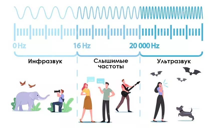 Диапазон звуковых волн, от инфразвука до ультразвука волны звуковых частот диапазон длин волн