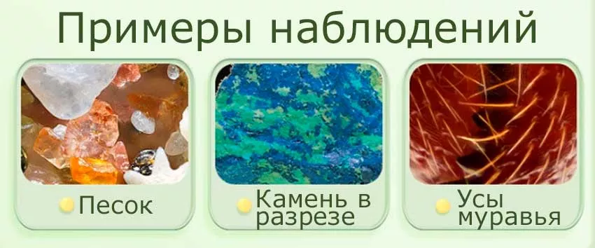 Примеры наблюдений в микроскоп oneFire HD DV купить детский биологический микроскоп в Суперайс